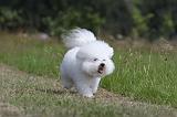 BICHON FRISE 482